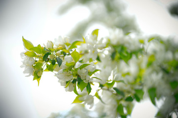 apple tree with white flowers and yellow buds