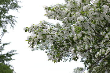 blossoming apple tree in spring