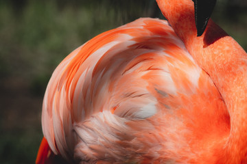 close up of a red flamingo