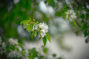 apple tree with white flowers and yellow buds