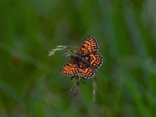 butterfly on flower