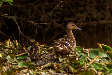 Duck with ducklings