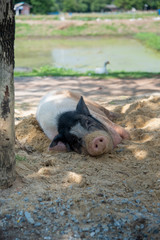 Dwarf pork is sleeping during the day time on a pile of sand  under a tree shade.
