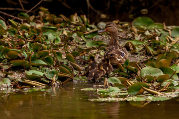 Duck with ducklings