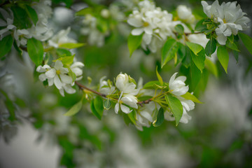 apple tree with white flowers and yellow buds