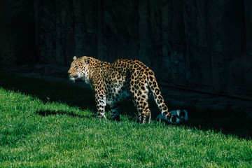 leopard in the zoo