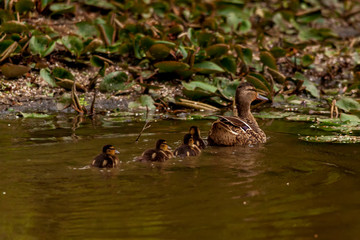 Duck with ducklings
