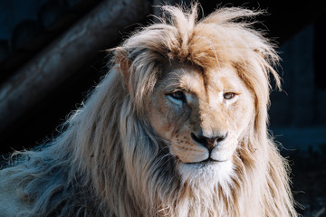 portrait of a lion
