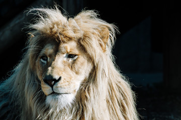 portrait of a lion