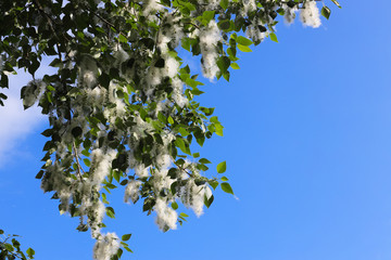 Fluff or poplar seeds on tree branches