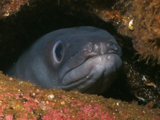 A Loch Long conger eel residing at a dive site called Conger Alley.