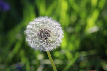 A close up photograph of a dandelion seed head full of seeds ready to disperse.  Selective focus, natural greenery background