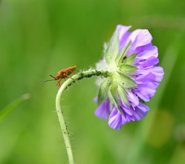 Wanze auf Blume