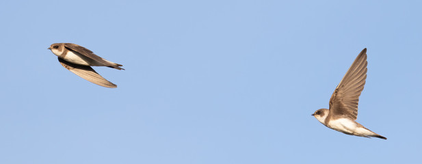 Portrait of two common house martin (Delichon urbicum) flying over blue sky in germany