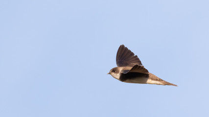 Common house martin (Delichon urbicum) flying over blue sky in germany