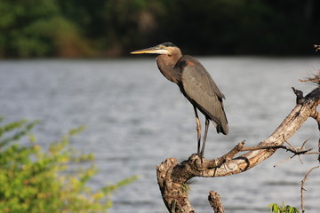 Heron Nicaragua