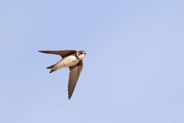 Common house martin (Delichon urbicum) flying over blue sky in germany