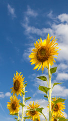 sunflower season in Saraburi thailand	
