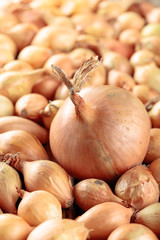 Onion on a old wooden table.