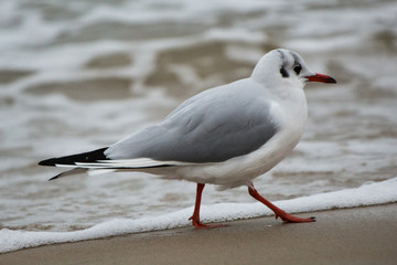 seagull on sand on the Baltic Sea