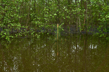 young forest flooded during high water in spring