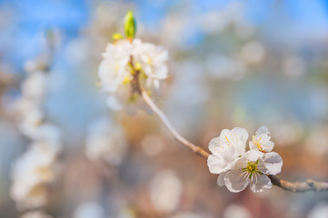 Natural spring texture of a flowering branch. Blossoms apple tree, pear in white closeup and copy space. Congratulation card and free space.