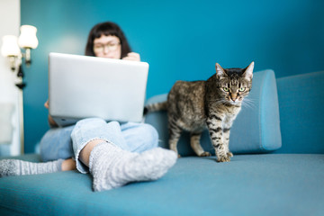 Fototapeta premium Woman freelancer working at the laptop with a cat on a sofa at home. Female with her cat spending time together in a favorite setting. Technology, freelance and remote work concept.