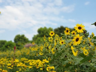 Fototapeta premium sunflowers