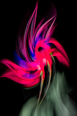  Fuschia Swirl 2