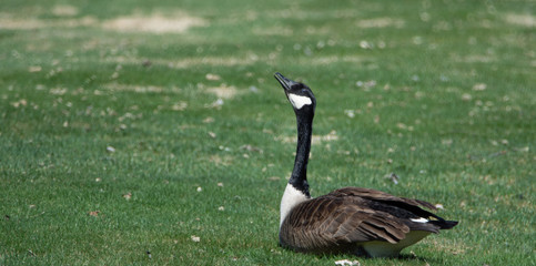 Bernaches du Canada (oies sauvages ou outardes) au champs au printemps