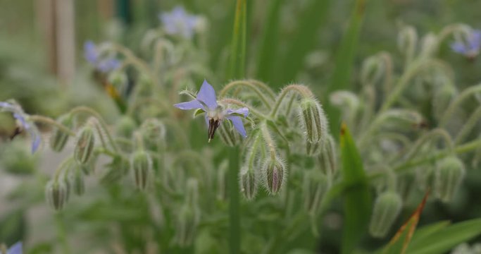 La consoude en pleine floraison 