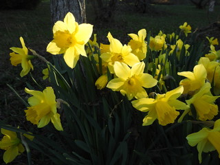 Daffodils in spring