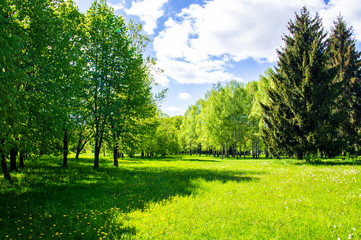 Summer bright beautiful park without people. Green trees and grass