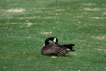Bernaches du Canada (oies sauvages ou outardes) au champs au printemps