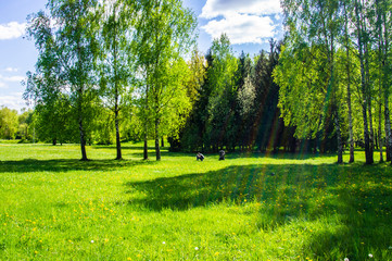 Fototapeta na wymiar Summer bright beautiful park without people. Green trees and grass