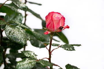 Blossom of pink rose in garden after rain and bee, close up