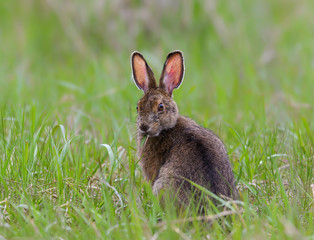 Snowshoe Hare Closeup Portrait in Spring