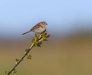 Field Sparrow perched on a tree branch in spring