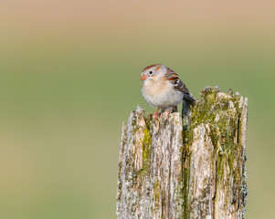 Field Sparrow Perched on Fence Post in Spring