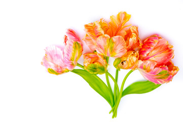 Obraz na płótnie Canvas Colorful pink salmon parrot tulips on white background copy space top view