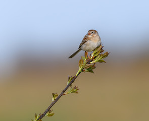 Field Sparrow perched on a tree branch in spring