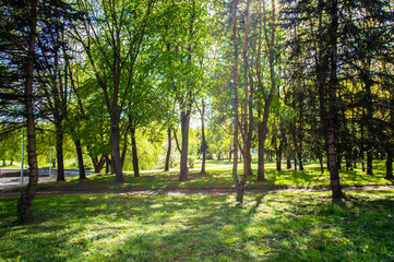 Fototapeta na wymiar Summer bright beautiful park without people. Green trees and grass