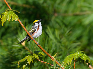 Chestnut-sided Warbler Singing in Spring on Green Background
