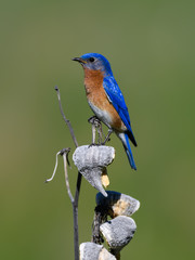 Male Eastern Bluebird Perched on Dried Milkweed on Green Background
