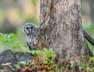 Barred Owl Owlet on Forest Ground and Peeking Around the Tree After Being Fledged