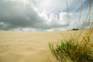 National park Loonse and Drunense sand dunes in netherlands with background dutch sunlight through the clouds