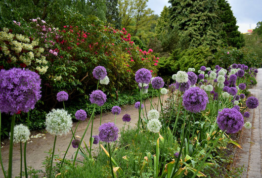 blooming park on a spring day