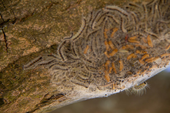 Caterpillar larve nest on a dutch oak with hairs that irritate the skin from people. Many oaks are having larve nests in spring and summer time