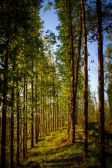 Fototapeta premium Tree