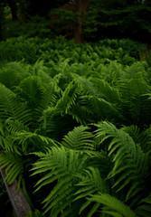 huge fern field in an old forest